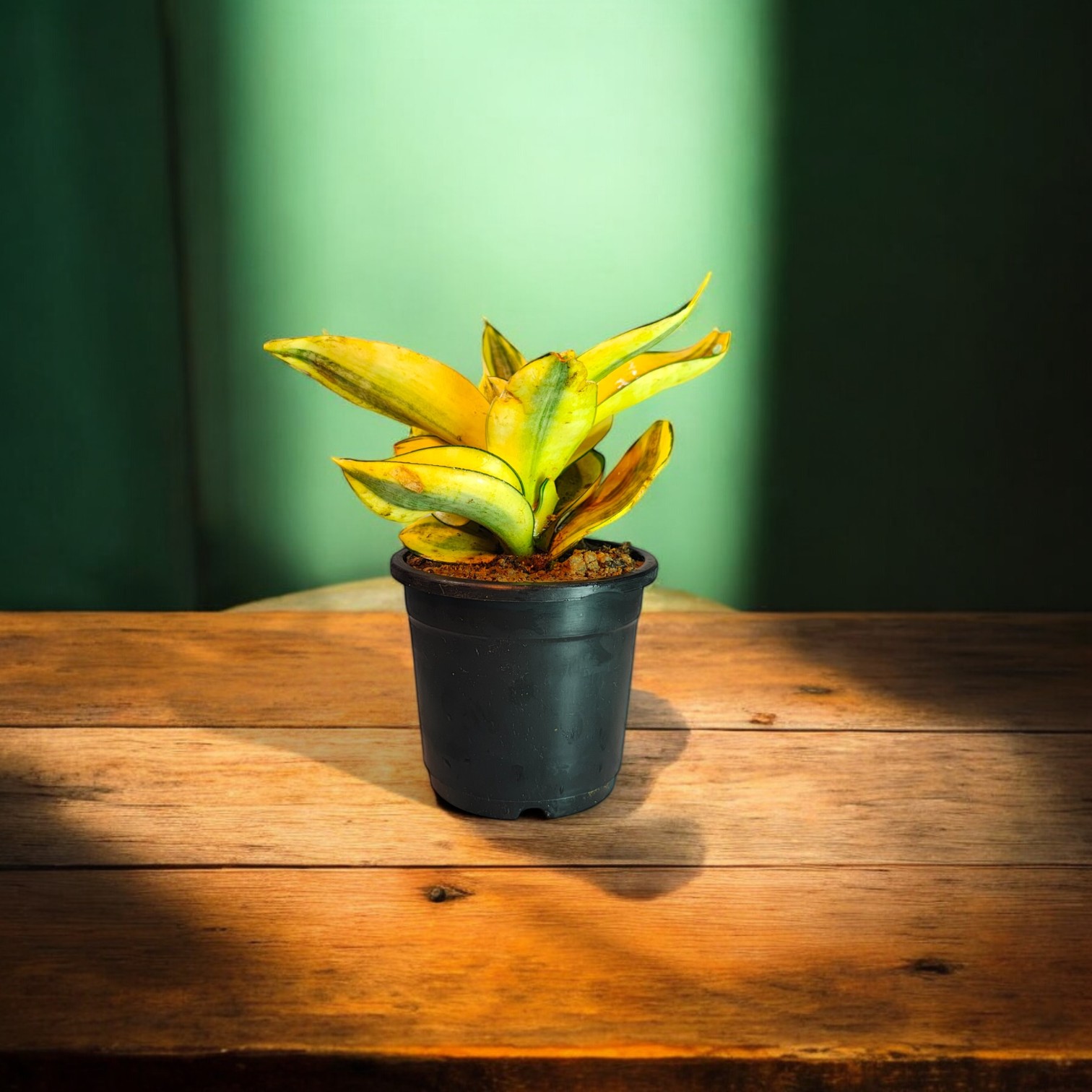 Snake Plant (Pure Golden Color) with Pot for Home and Office Decor 